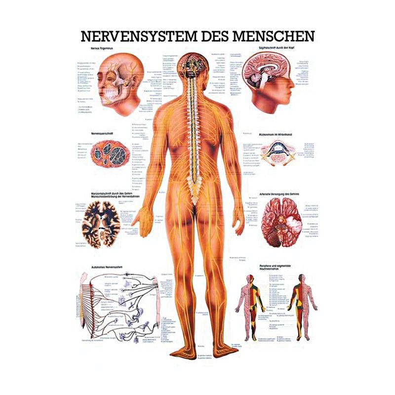 anat. Mini-Poster: Nervensystem des