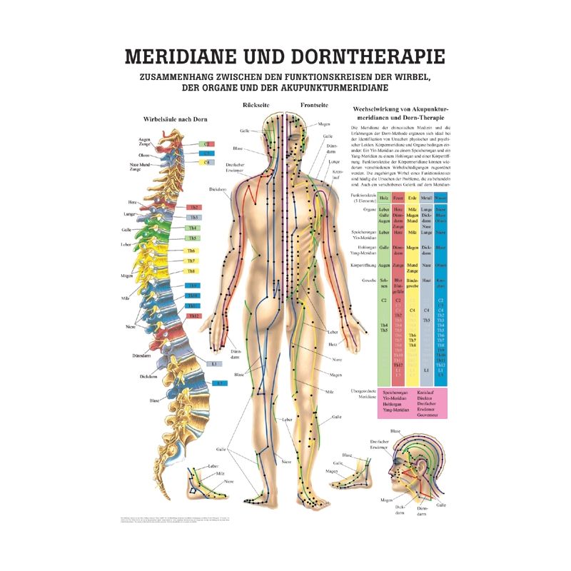 anat. Mini-Poster: Dorntherapie und